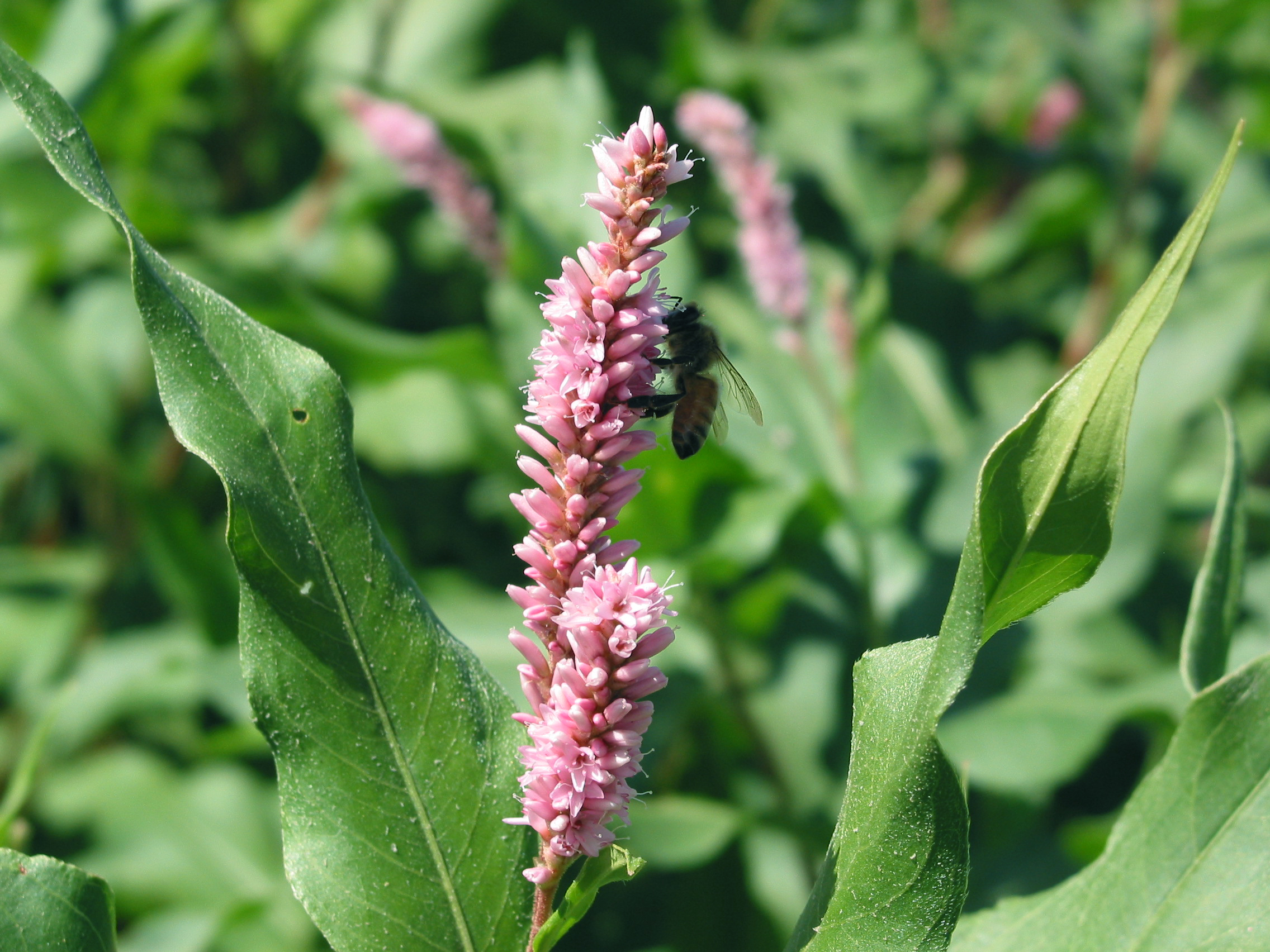 Water smartweed (Polygonum coccineum)